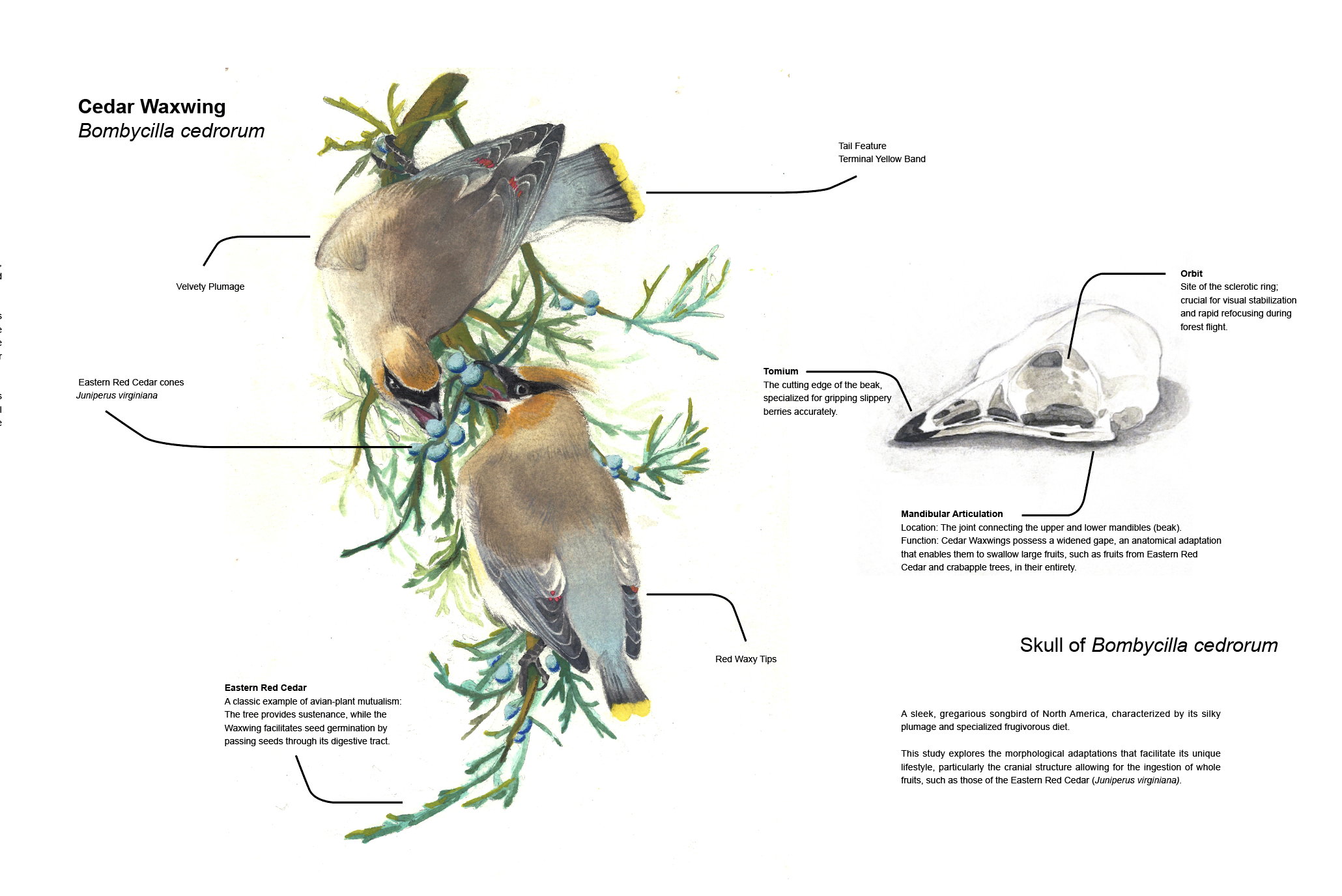 Scientific Illustration 1